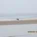 Zandvoort, 21maart 2012, 30 km. wandeltocht 021