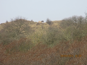 Zandvoort, 21maart 2012, 30 km. wandeltocht 043