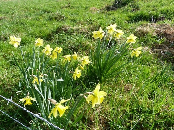 013-Paasbloemen in volle bloei