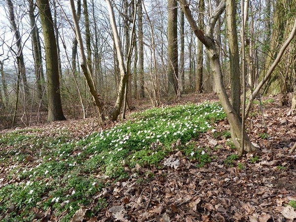 081-Kloosterbos-bosanemoontjes