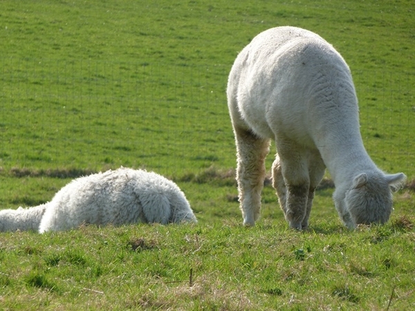 107-Alpaca's uit Andesgebergte