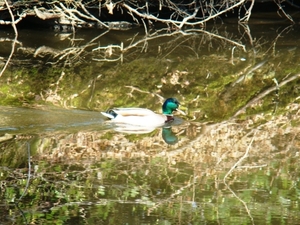 ARDOOIE VELD 27-3-2012 032