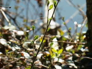 ARDOOIE VELD 27-3-2012 102