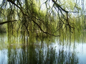 ARDOOIE VELD 27-3-2012 105