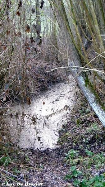 wandeling Aktivia Heidetochten Gooik