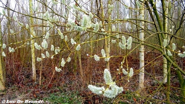 wandeling Aktivia Heidetochten Gooik