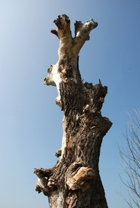 01  Wandeling Buggenhout 25.03.2012
