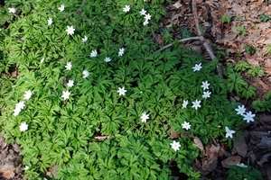 04  Wandeling Buggenhout 25.03.2012