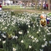 17  Wandeling Buggenhout 25.03.2012