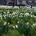 19  Wandeling Buggenhout 25.03.2012