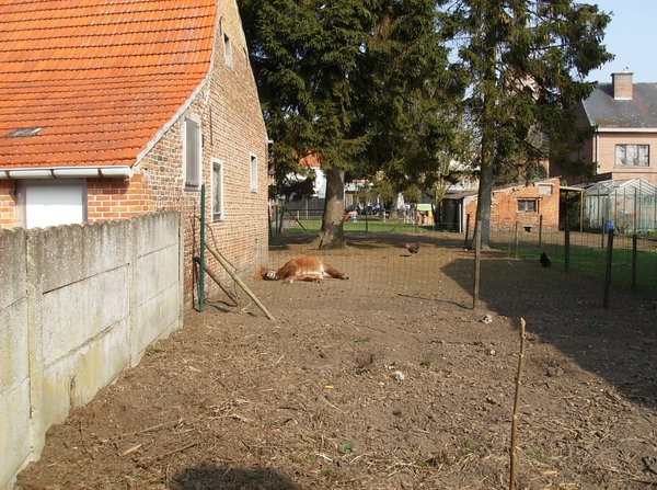 Buggenhout Maart 2012 012