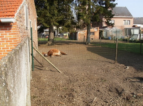 Buggenhout Maart 2012 013