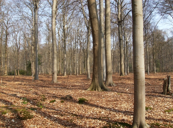 Buggenhout Maart 2012 025