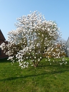 010-Magnolia in bloei