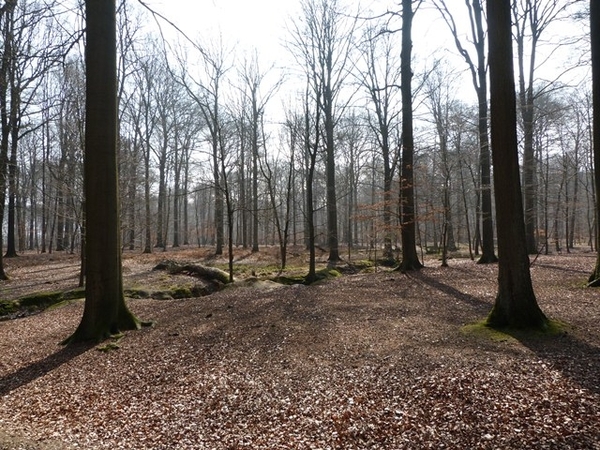 061-Konijnenberg-Buggenhoutbos