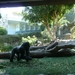 20120308 12u12 Loro Parque ECHTE Oerang-Oetang   Spanje Tenerife 