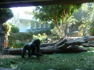 20120308 12u12 Loro Parque ECHTE Oerang-Oetang   Spanje Tenerife 