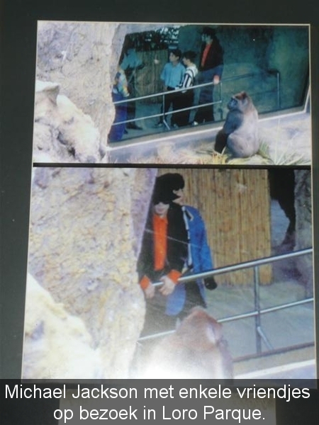 20120308 12u12 Loro Parque op de lopende band bij de pinquins Spa