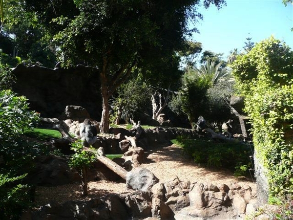 20120308 12u11 OeranOetang in Loro Parque  Spanje Tenerife colon 