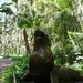 20120308 12u30 De zeeleeuwen in het Loro Parque  Spanje Tenerife 