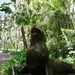 20120308 12u30 De zeeleeuwen in het Loro Parque  Spanje Tenerife 