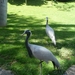 20120308 13u35 Loro Parque  Spanje Tenerife colon guanahani 118