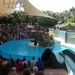 20120308 13u50 2de show in Loro Parque  Spanje Tenerife colon gua