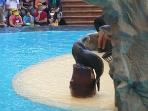 20120308 13u53  Loro Parque Spanje Tenerife colon guanahani 122