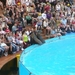 20120308 13u57 Loro parque  Spanje Tenerife colon guanahani 127