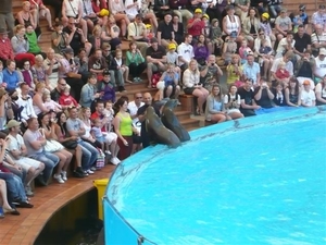 20120308 13u57 Loro parque  Spanje Tenerife colon guanahani 127