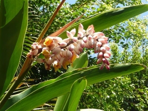 20120308 14u01 Loro Parque  Spanje Tenerife colon guanahani 130