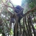 20120308 15u10 Loro Parque  Spanje Tenerife colon guanahani 131