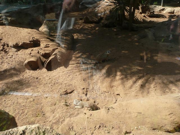 20120308 15u17 Loro Parque  Spanje Tenerife colon guanahani 132