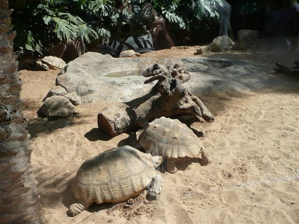 20120308 15u18 Loro Parque  Spanje Tenerife colon guanahani 133