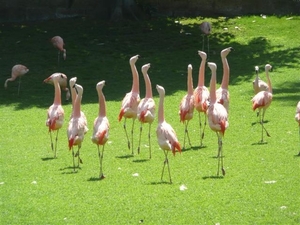 20120308 15u20 Loro Parque  Spanje Tenerife colon guanahani 135