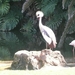 20120308 15u22 Loro Parque Tenerife colon guanahani 136