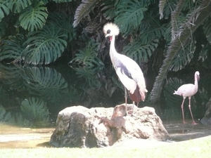 20120308 15u22 Loro Parque Tenerife colon guanahani 136