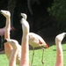 20120308 15u24 Loro Parque  Spanje Tenerife colon guanahani 138