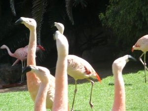 20120308 15u24 Loro Parque  Spanje Tenerife colon guanahani 138