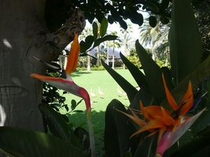 20120308 15u25 Loro Parque  Spanje Tenerife colon guanahani 139