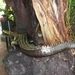 20120308 15u28 Loro Parque  Spanje Tenerife colon guanahani 142