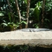 20120308 15u29 Loro Parque echte krokodil  Spanje Tenerife colon 