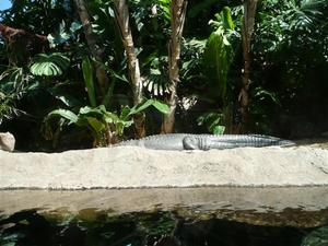 20120308 15u29 Loro Parque echte krokodil  Spanje Tenerife colon 