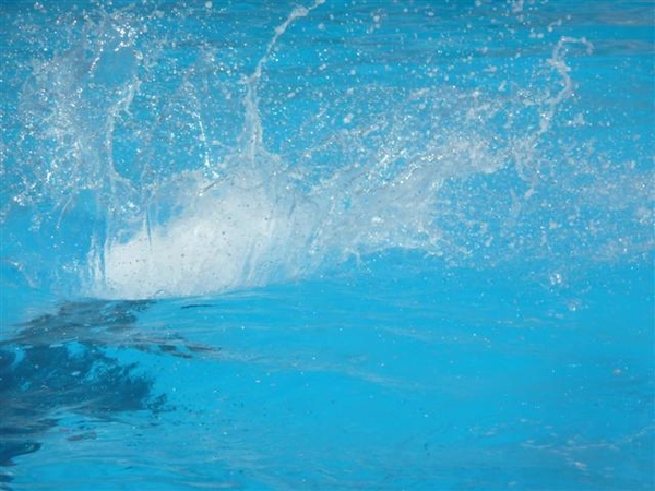 20120308 16u09 Loro Parque - te laat !  Spanje Tenerife colon gua