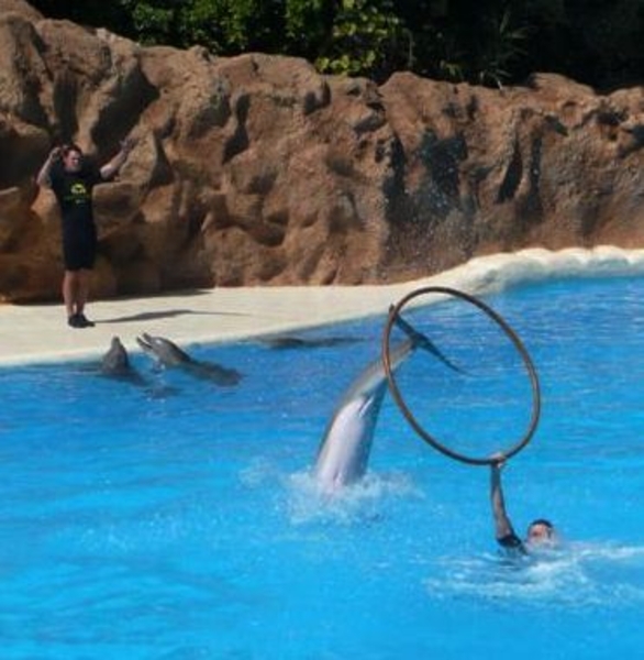 20120308 16u11 Loro Parque  Spanje Tenerife colon guanahani 153