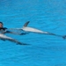 20120308 16u13 Loro Parque  Spanje Tenerife colon guanahani 155