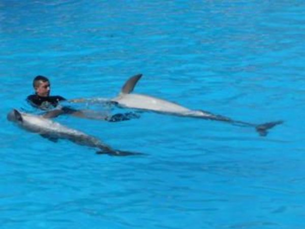 20120308 16u13 Loro Parque  Spanje Tenerife colon guanahani 155