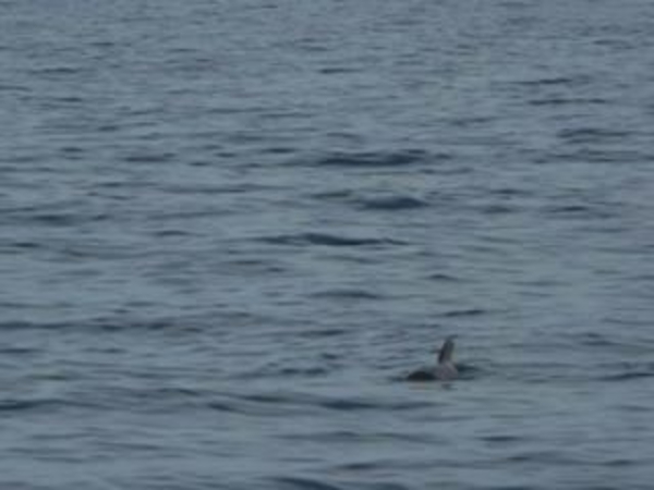 20120310 11u54  Spanje Tenerife colon guanahani 177