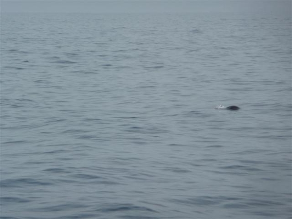 20120310 12u00  Spanje Tenerife colon guanahani 179