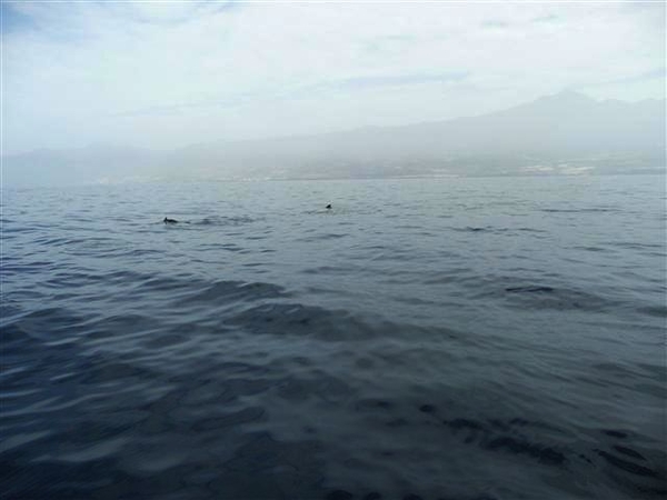 20120310 12u37  Spanje Tenerife colon guanahani 192